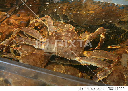 crab crab 50214621