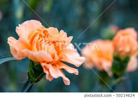 Carnation yellow Carnation yellow 50214624