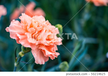 Carnation yellow Carnation yellow 50214625