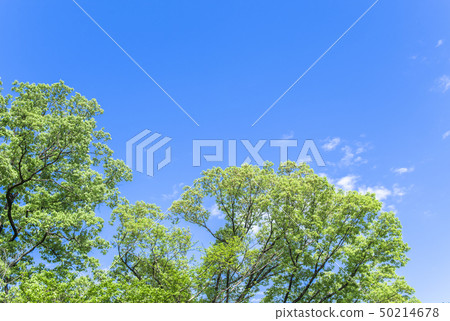 [Fresh green eco image] blue sky and fresh green and clouds 50214678