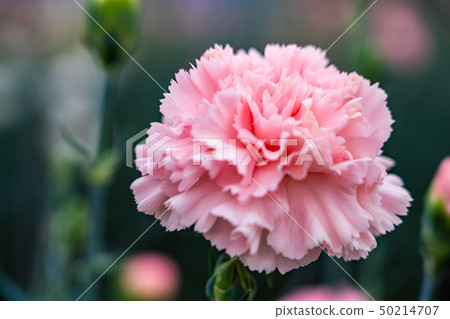 Carnation Pink 50214707