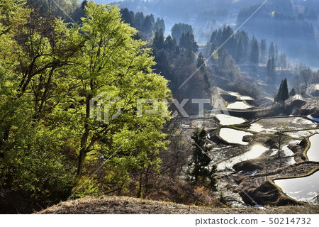 Niigata Matsushiro Kiryu早晨的積雪覆蓋的田野 50214732