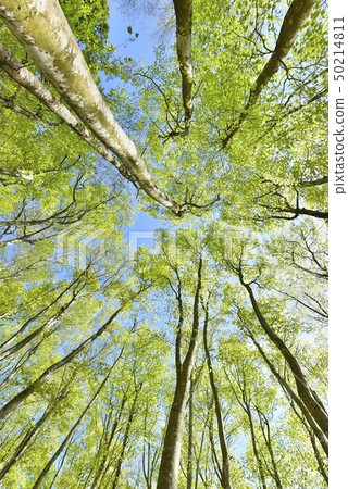 Beech forest of fresh green Matsunoyama beauty forest 50214811