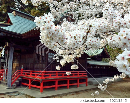 Weeping cherry superb view Ibaraki Tokai 7 Weeping cherry superb view Ibaraki Tokai 7 50215245