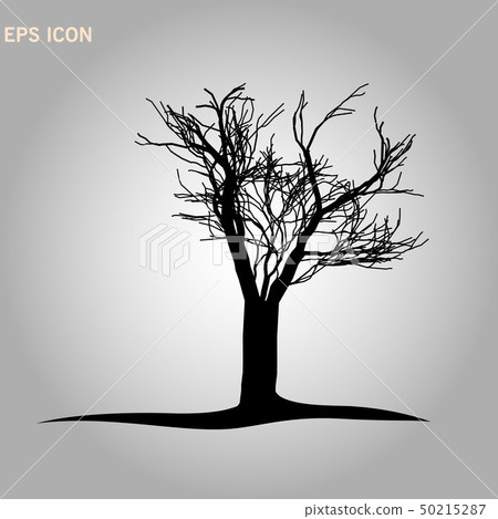 Architectonics of the crown of Norway maple. The structure of the tree branches and trunk of a 50215287