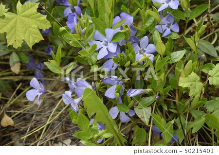 Spring perennial carpeted flowers, periwinkle with Spring perennial carpeted flowers, periwinkle with 50215401
