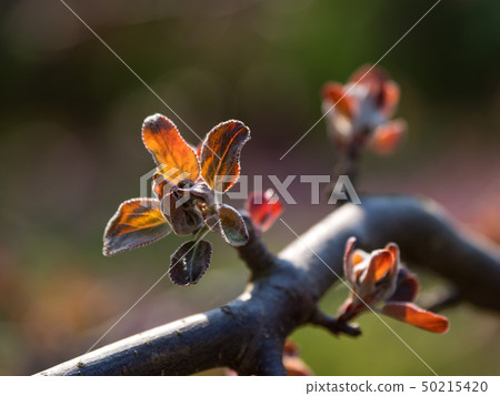 Buds blooming in the spring. Red-green background. Buds blooming in the spring. Red-green background. 50215420