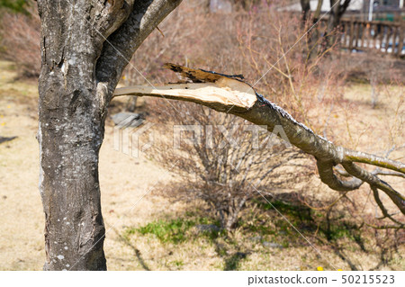 Broken cherry tree Broken cherry tree 50215523