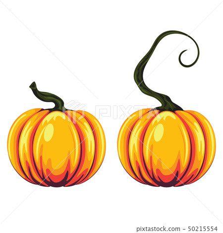 Pumpkin Illustration Pumpkin Illustration 50215554