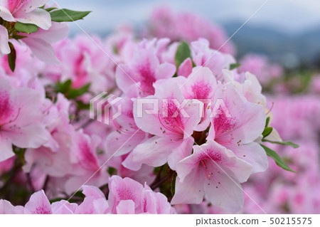 映山紅 映山紅 50215575