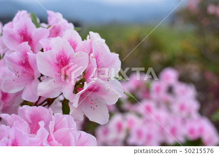 杜鵑花盛開 杜鵑花盛開 50215576