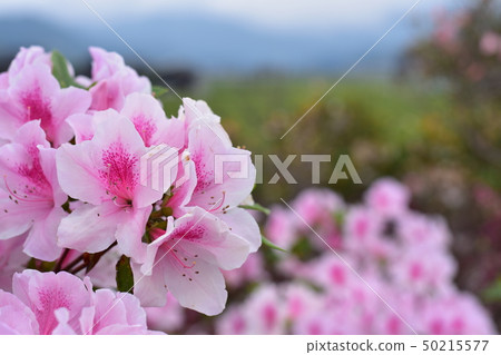 杜鵑花第2部分盛開 杜鵑花第2部分盛開 50215577