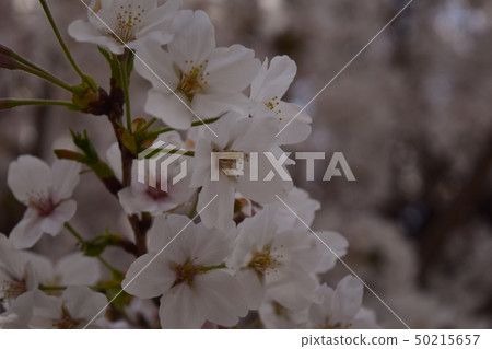 Cherry Blossoms	 50215657