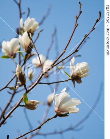 Flowering Magnolia against the blue sky. Close up. 50215703