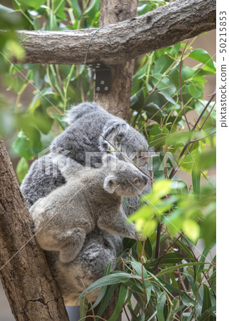 考拉的母親和孩子〜給考拉寶寶的母親考拉〜 考拉的母親和孩子〜給考拉寶寶的母親考拉〜 50215853
