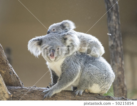 考拉的母親和孩子〜給考拉寶寶的母親考拉〜 50215854