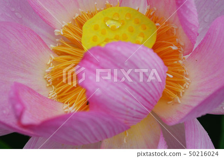 蓮花/蓮花 50216024