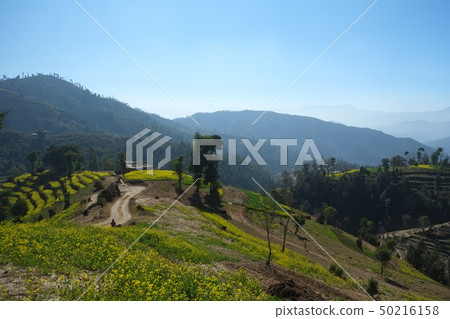 加德滿都谷Nagarucot遠足強姦花露台 50216158