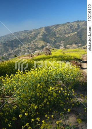 Kathmandu Valley Nagarucot Hiking Rape Flower Terraces 50216160