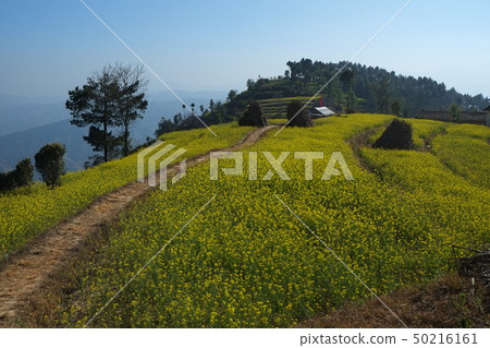 加德滿都谷Nagarucot遠足強姦花露台 50216161