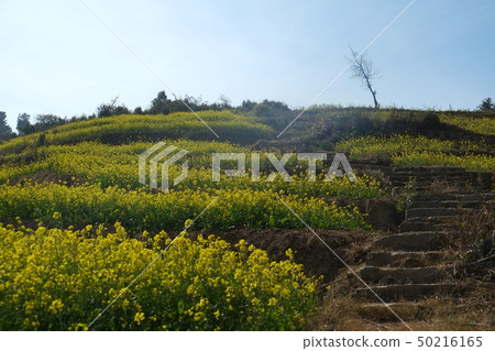 加德滿都谷Nagarucot遠足強姦花露台 50216165