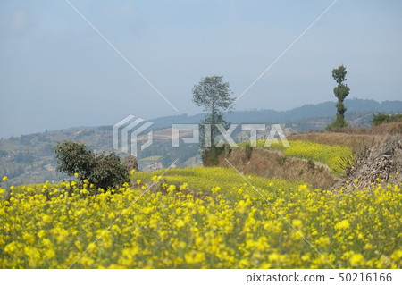 加德滿都谷Nagarucot遠足強姦花露台 加德滿都谷Nagarucot遠足強姦花露台 50216166