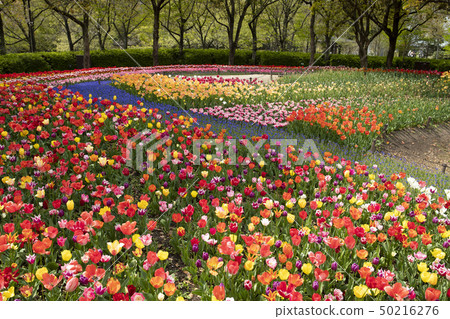 Landscape of tulip festival of Kiso Mikawa Park Center 50216276