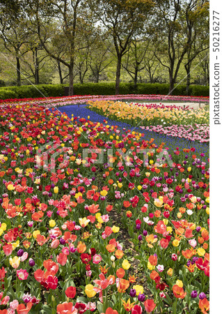Landscape of tulip festival of Kiso Mikawa Park Center 50216277