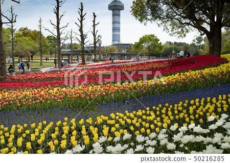 Landscape of tulip festival of Kiso Mikawa Park Center 50216285