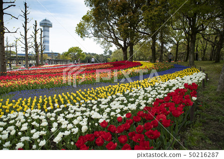 Kiso三河公園中心鬱金香節日風景 50216287