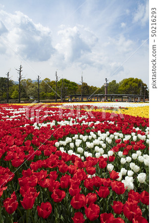 Kiso三河公園中心鬱金香節日風景 50216293