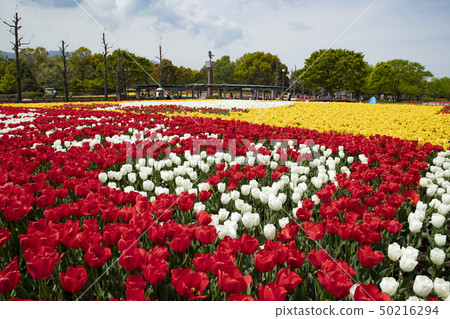 Landscape of tulip festival of Kiso Mikawa Park Center Landscape of tulip festival of Kiso Mikawa Park Center 50216294