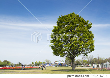 Landscape of tulip festival of Kiso Mikawa Park Center 50216295