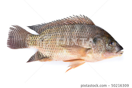 Tilapia fish isolated on white background Tilapia fish isolated on white background 50216309