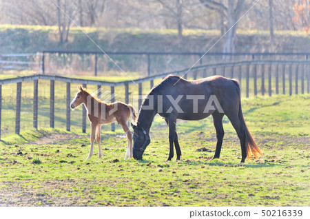 父母和小孩的馬 50216339