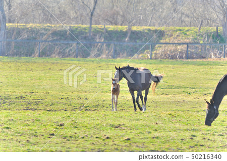 Parent and child horse 50216340