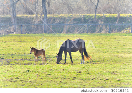Parent and child horse 50216341