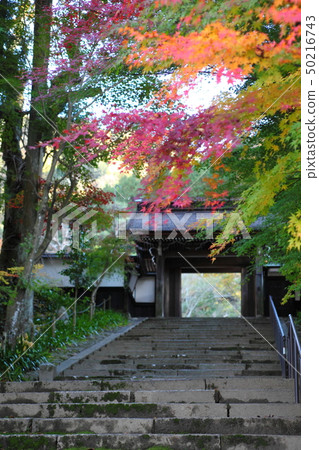 Autumn leaves of Seishoji Temple Autumn leaves of Seishoji Temple 50216743