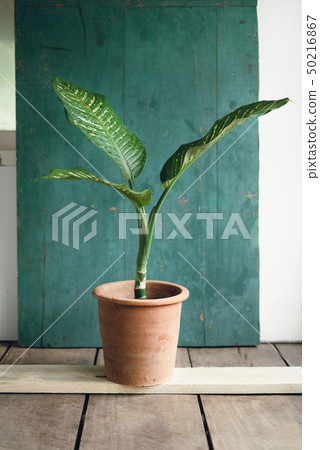 Tree in the room indoor plant 50216867