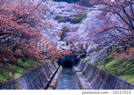琵琶湖的櫻花疏水 50217019