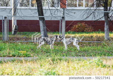 Whippet dogs play in park Whippet dogs play in park 50217341