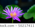 Lotus 50217411