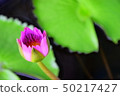 Lotus bud 50217427