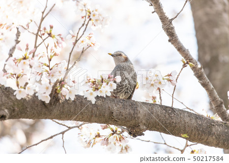 Bulbul and cherry 50217584