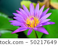 Bee and the lotus 50217649