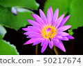 Bee and the lotus 50217674