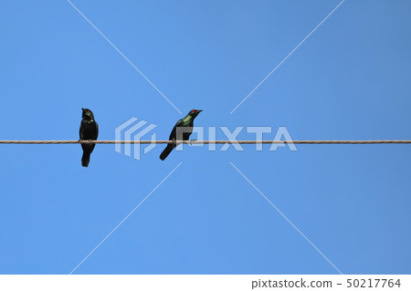 Asian Glossy Starling birds perch on power lines 50217764
