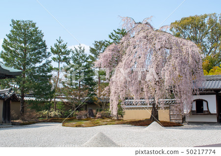 Burial trees of Kodaiji Temple Burial trees of Kodaiji Temple 50217774