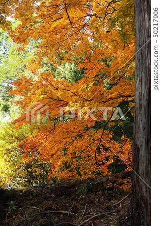 Autumn leaves of Shinnyouji 50217906