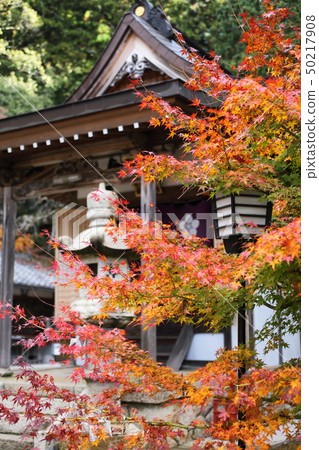 Autumn leaves of Shinnyouji Autumn leaves of Shinnyouji 50217908